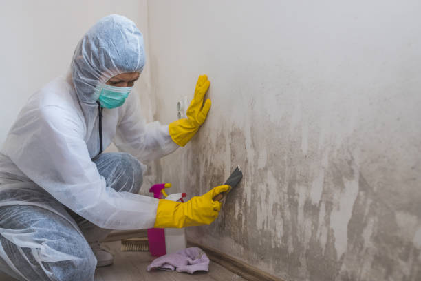 Attic Mold Removal in Indian Hills, KY