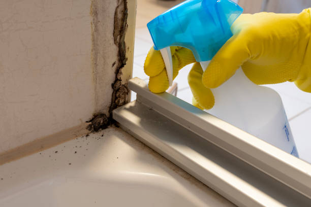 Best Mold Removal and Inspection  in Indian Hills, KY