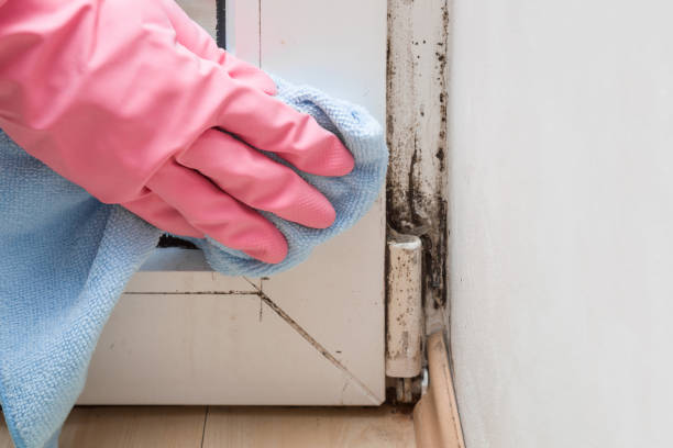 Mold Removal and Inspection in Indian Hills, KY